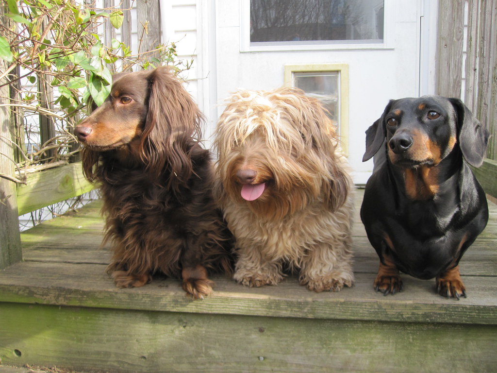 Deliciously Healthy: Nourishing Dachshunds with Paws-itively Perfect Diets!